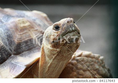Tortoise walking forward step by step 84117643
