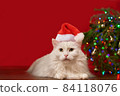 white cat in christmas hat santa claus lies under christmas tree, red background, for new year card 84118076