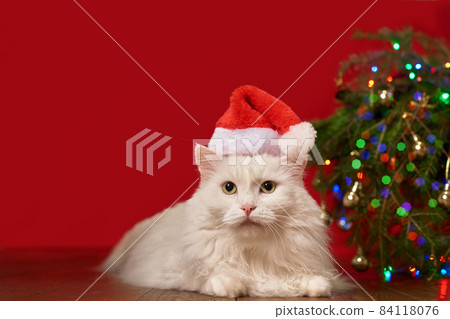 white cat in christmas hat santa claus lies under christmas tree, red background, for new year card 84118076