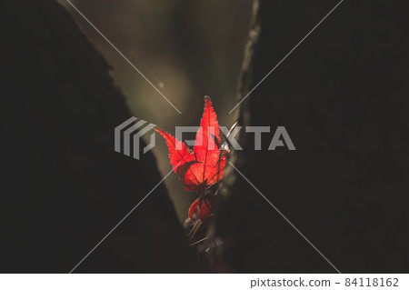 Autumn leaves that fell between the trees 84118162