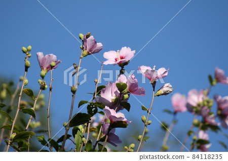 赤腳花 赤腳花 84118235