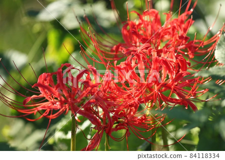 Cluster amaryllis 84118334