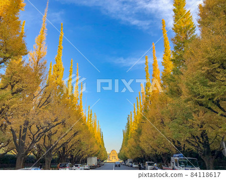Tokyo Jingu Gaien Icho Namiki 84118617
