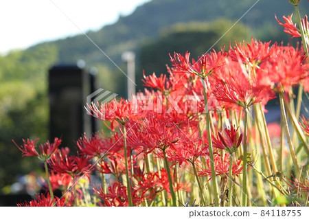 Cluster amaryllis 84118755
