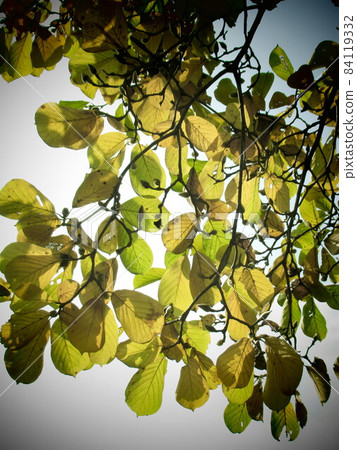 Behind the leaves of Yulan magnolia (autumn) 84119332
