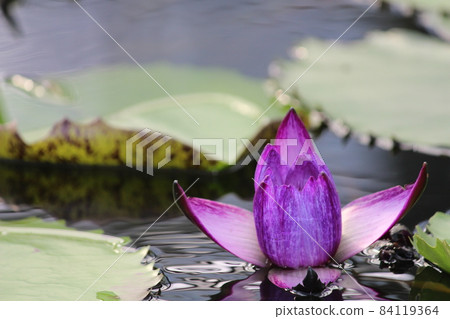 A flower blooming on the water surface 84119364