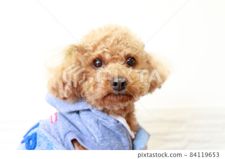 Toy Poodle (Brown Hair) A cute dog with a spoiled expression 84119653