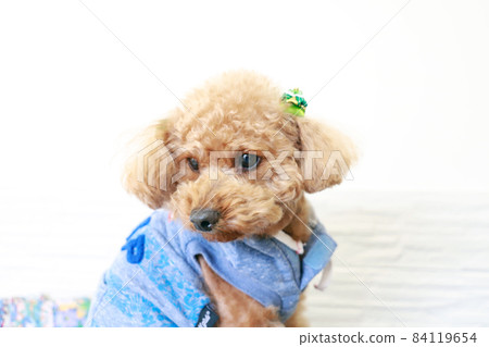 Toy Poodle (Brown Hair) A cute dog with a spoiled expression Toy Poodle (Brown Hair) A cute dog with a spoiled expression 84119654