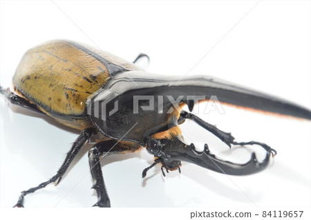 Hercules beetle white background Hercules beetle white background 84119657