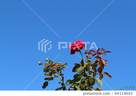 Flowers blooming in the sky Flowers blooming in the sky 84119685