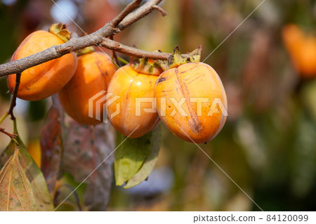 <島根縣>柿子村西條柿子 84120099