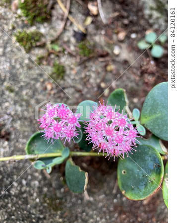 圓扇八寶 圓扇八寶 84120161