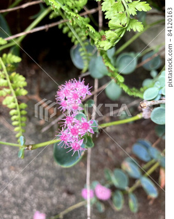 圓扇八寶 圓扇八寶 84120163