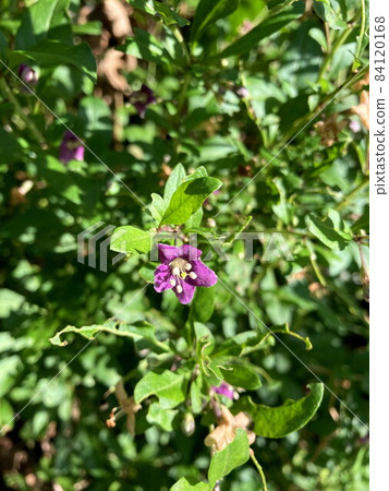 Wolfberry Wolfberry 84120168