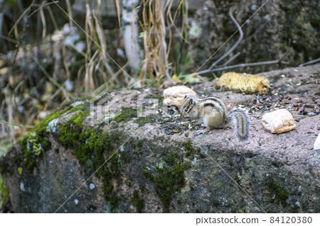Chipmunk clicks pine nuts on the stone. 84120380
