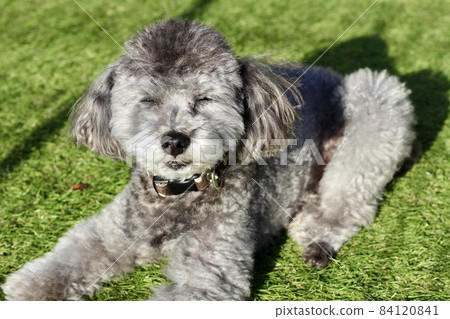 Facial expression of a toy poodle sitting on the grass Facial expression of a toy poodle sitting on the grass 84120841