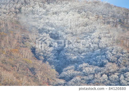 群馬縣赤城山秋葉和樹上的霧凇 84120880