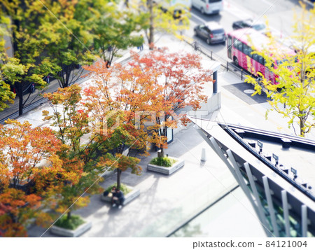 Autumn leaves of urban roadside trees 84121004