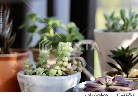 Succulent plant green Succulent plant green 84121098