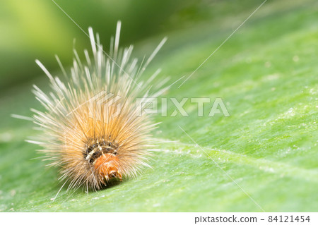 Close up photos of caterpillars 84121454