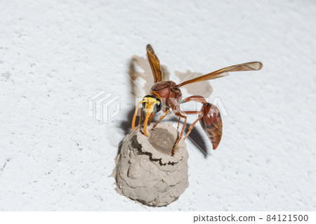 Macro insect wasp 84121500