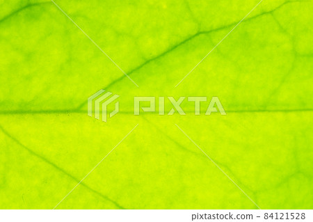 Background texture of leaf Background texture of leaf 84121528