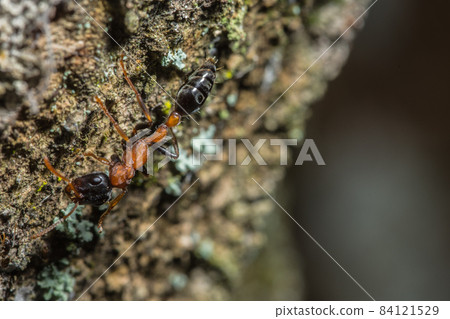 tetraponera rufonigra ant tetraponera rufonigra ant 84121529