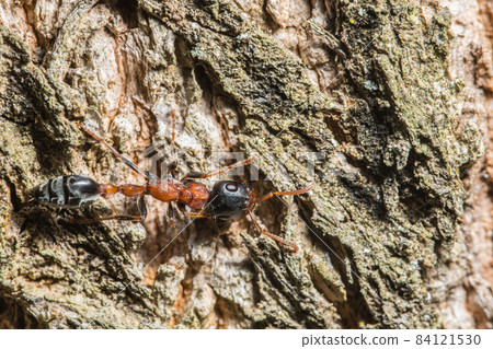 tetraponera rufonigra ant tetraponera rufonigra ant 84121530