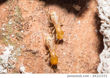 Macro termites are walking on the logs. Macro termites are walking on the logs. 84121531