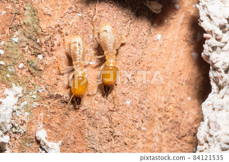 Macro termites are walking on the logs. 84121535