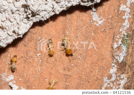 Macro termites are walking on the logs. Macro termites are walking on the logs. 84121536