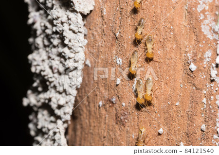 Macro termites are walking on the logs. Macro termites are walking on the logs. 84121540