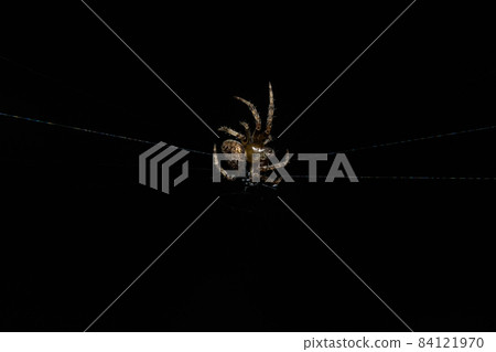 Spider photos close up on black spider webs Spider photos close up on black spider webs 84121970