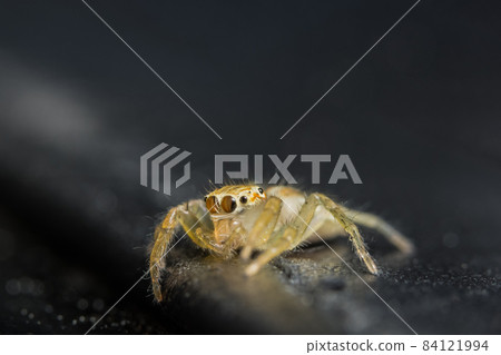 Macro Spider on Leaf 84121994