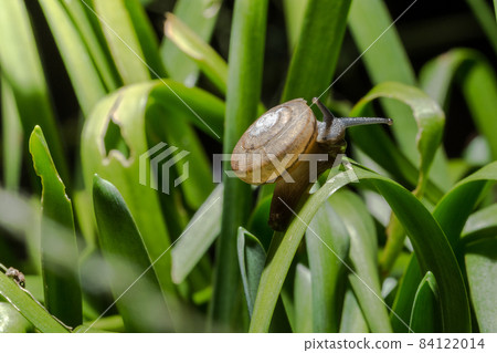 Snails walking on leaves Snails walking on leaves 84122014