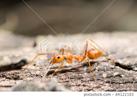 Macro red ant 84122183