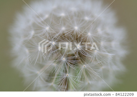 Dandelion's fluff Dandelion's fluff 84122209