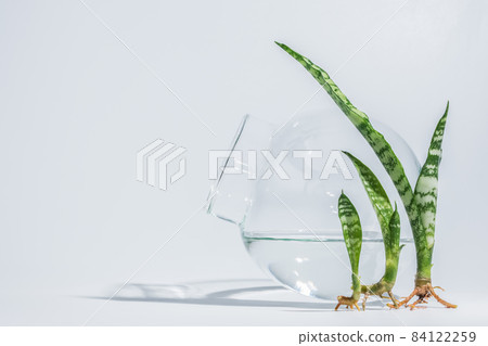 The tree is placed next to a dozen rounded glasses. 84122259