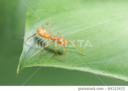Close up photo of Myrmarachne plataleoides on leaf Close up photo of Myrmarachne plataleoides on leaf 84122415