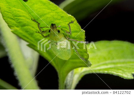 Take a close-up Green weevil 84122702