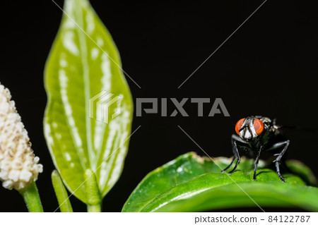 Fly on the leaf 84122787