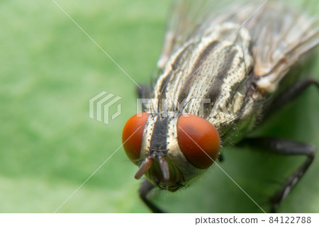 Close-up photo of a fly on a leaf 84122788