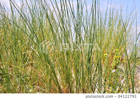 Green grasses at the beach as a close up 84122791