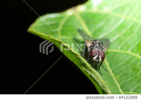 Fly on the leaf Fly on the leaf 84122806