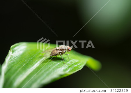 Drosophila on the leaf 84122829