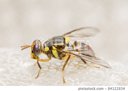 Close up photos of Drosophila melanogaster 84122834