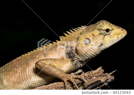 Photo distances chameleon macro 84123043