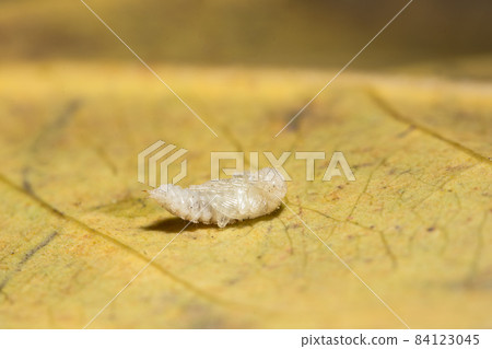 Close up photos of caterpillars on flowers Close up photos of caterpillars on flowers 84123045