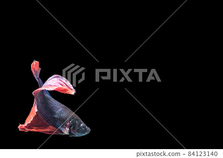 Betta splendens China fish 84123140
