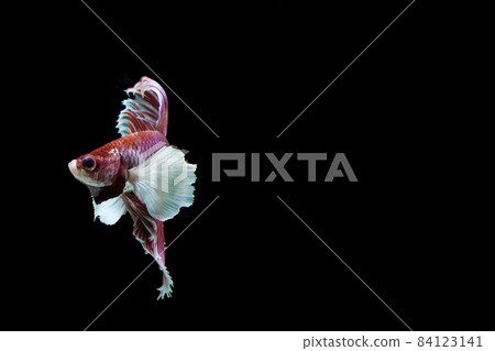 Betta splendens BIG EAR stance 84123141